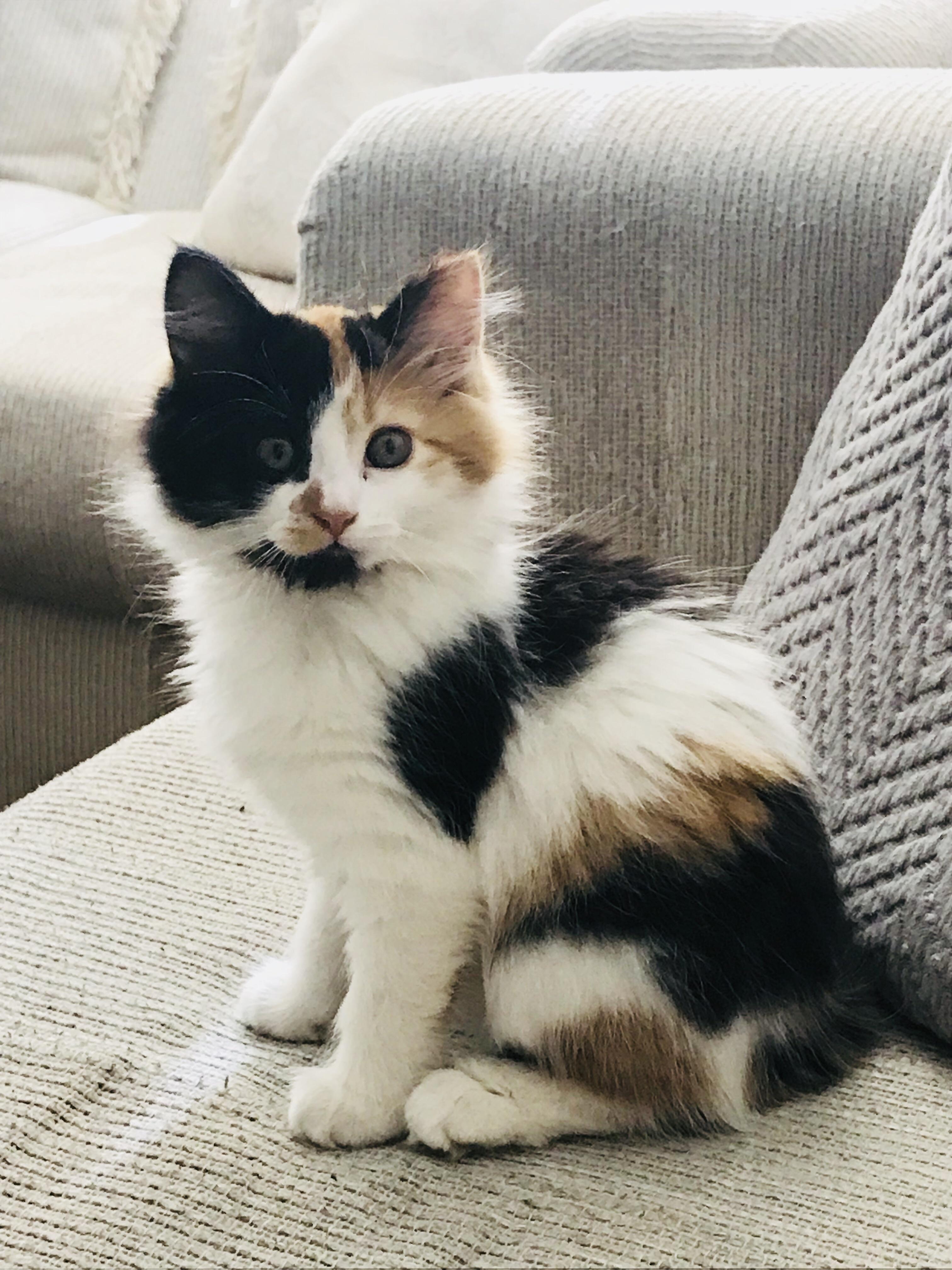 Image result for fluffy calico cat