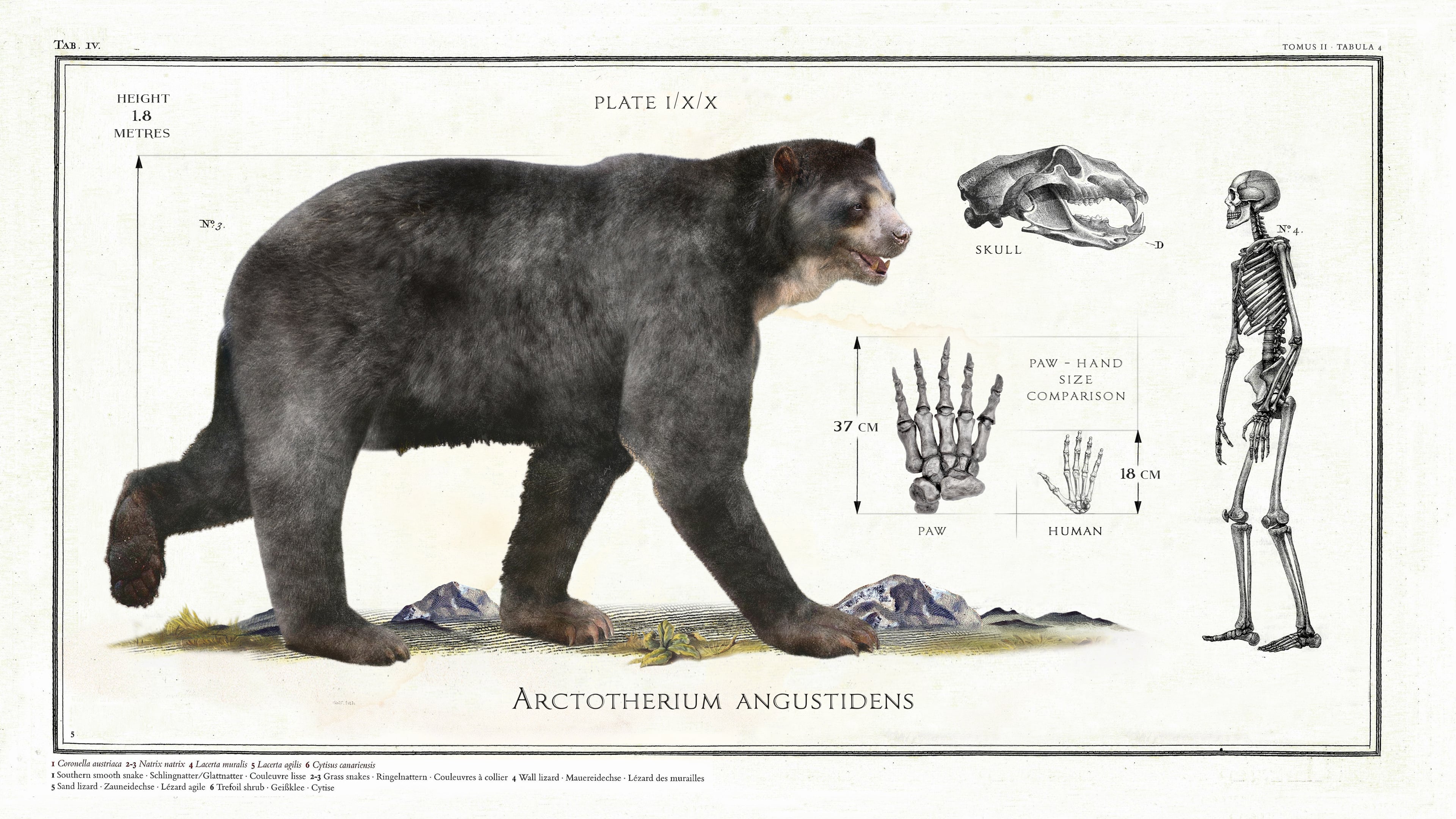 Arctotherium Angustidens : Naturewasmetal
