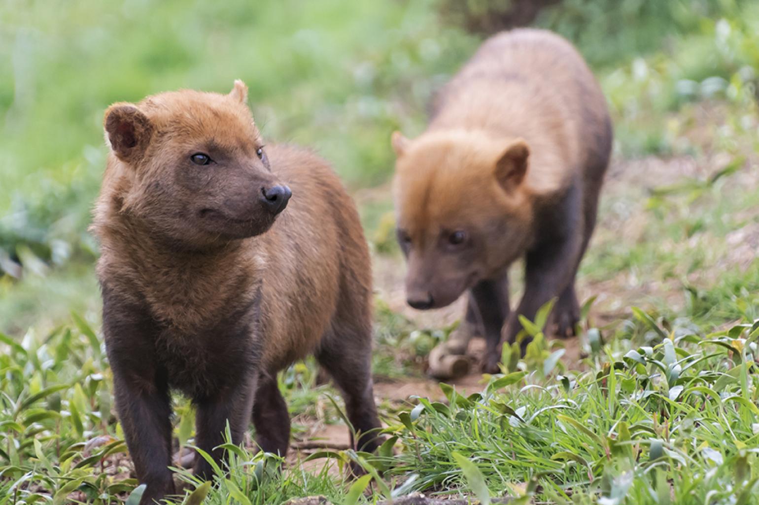 Bush dogs (Speothos venaticus) are an elusive (and very cute) species of pupper native to tropical South America! : rarepuppers