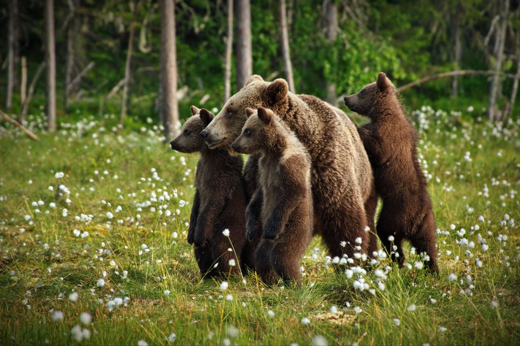 Bear family on a bog : r/bears