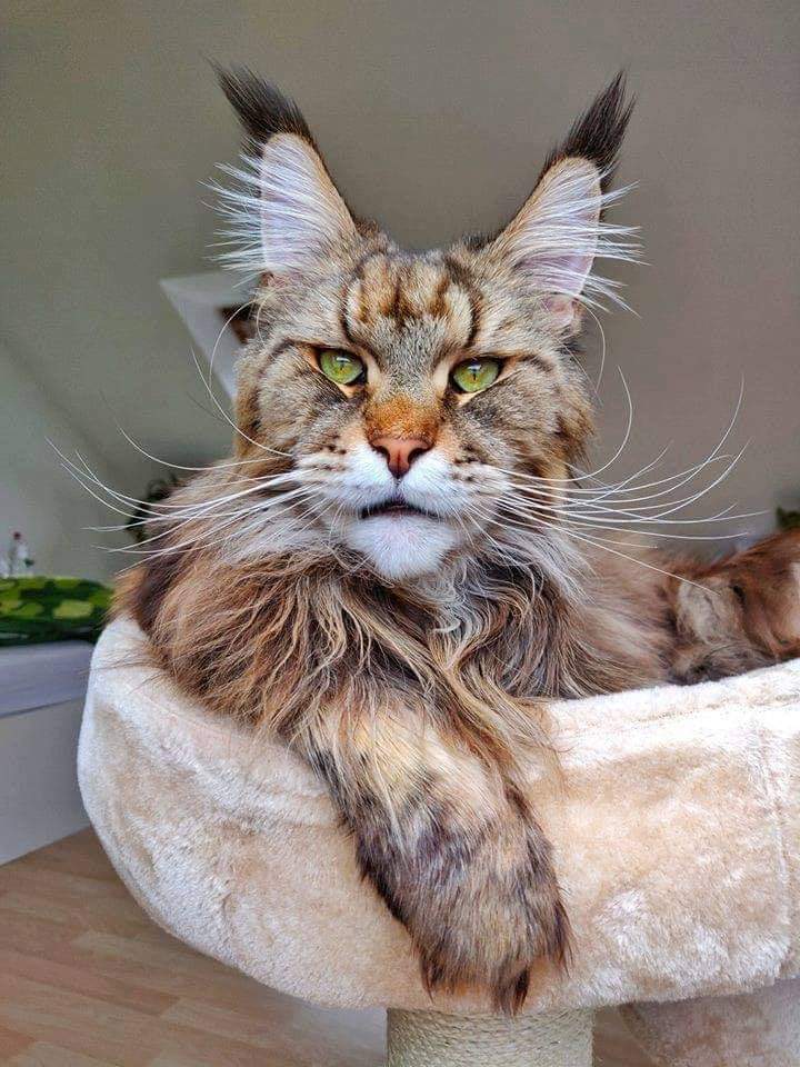 PsBattle: Maine Coon cat : photoshopbattles