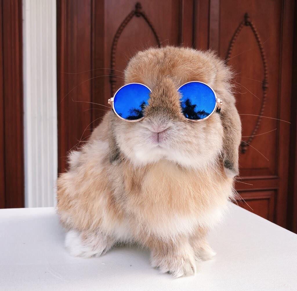 PsBattle: bunny in round glasses : r/photoshopbattles