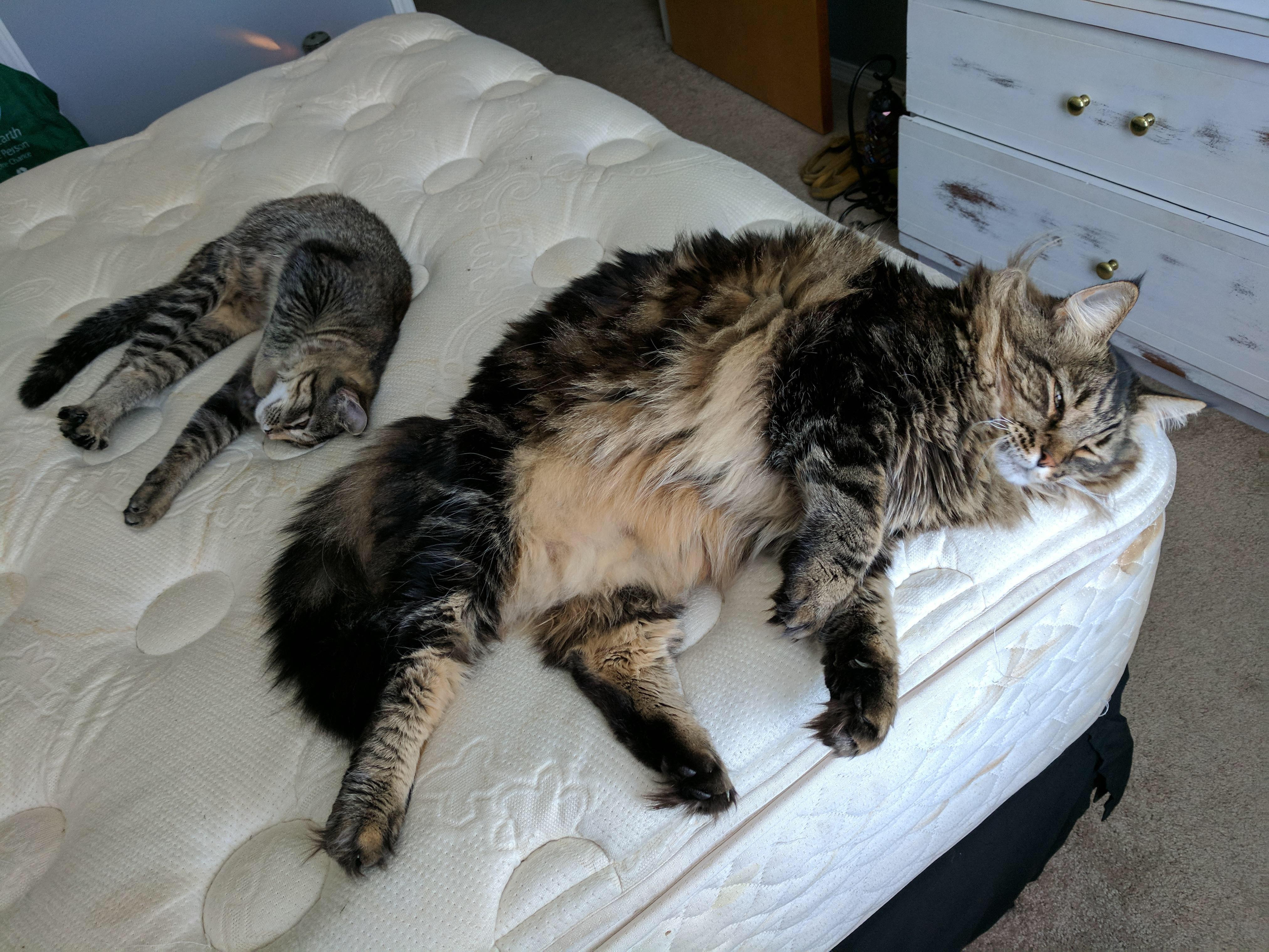 Maine Coon vs mixed-breed short haired cat size comparison : r/interestingasfuck