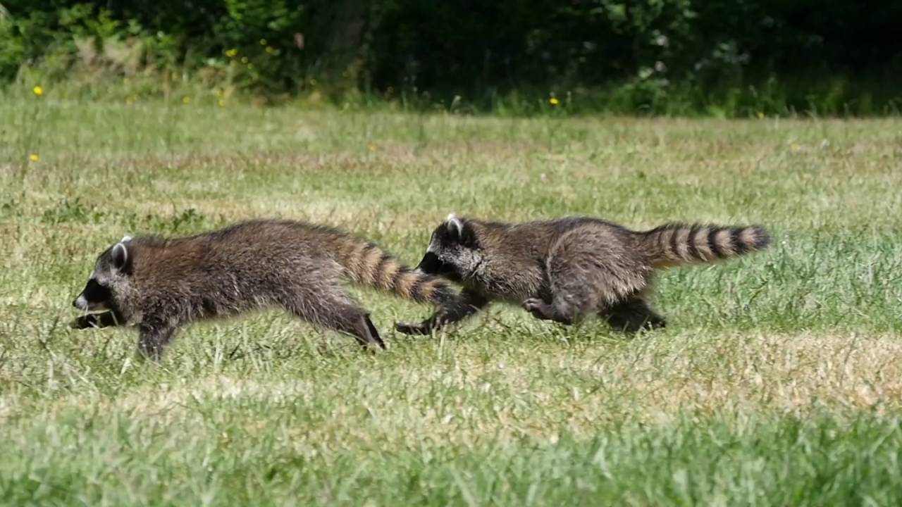 Running the Raccoons at Critter Care Wildlife Society - YouTube