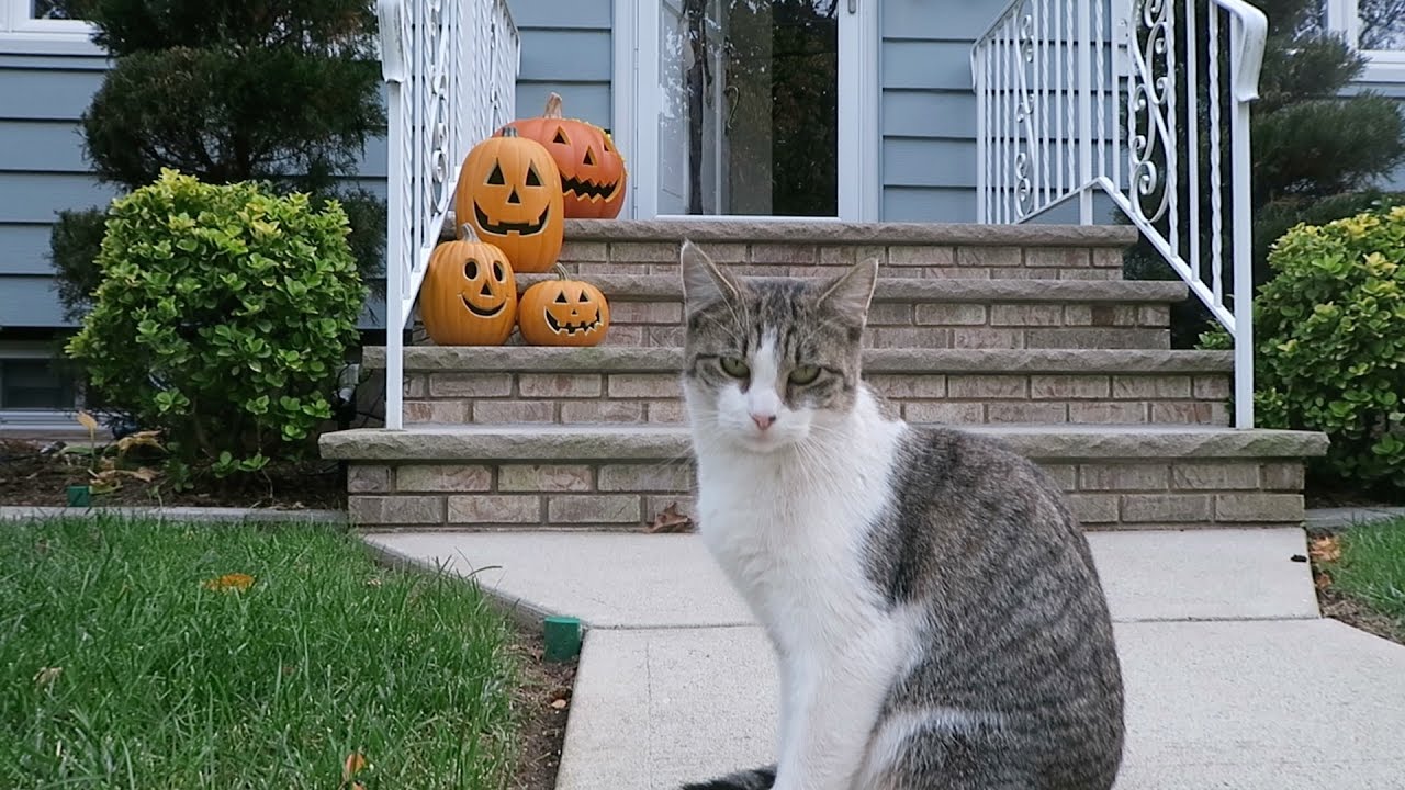 Cats Follow Me Into The Front Yard