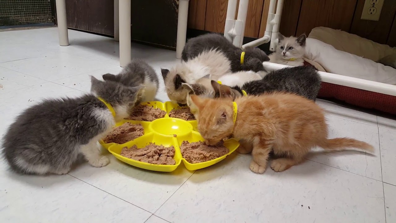 Kittens eating together - YouTube