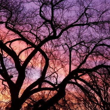 Lilac Sky