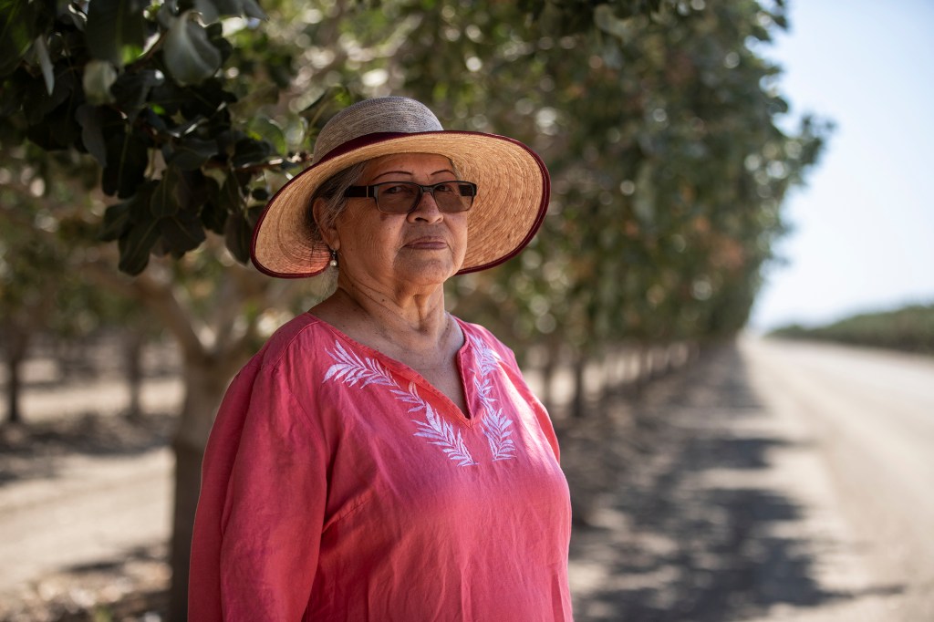 A person wearing a woven hat and glasses stands in the shade of pistachio trees in an agricultural field.
