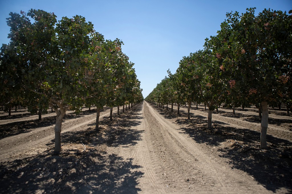 A ground-level view of two rows of pistachio trees in an agricultural field.