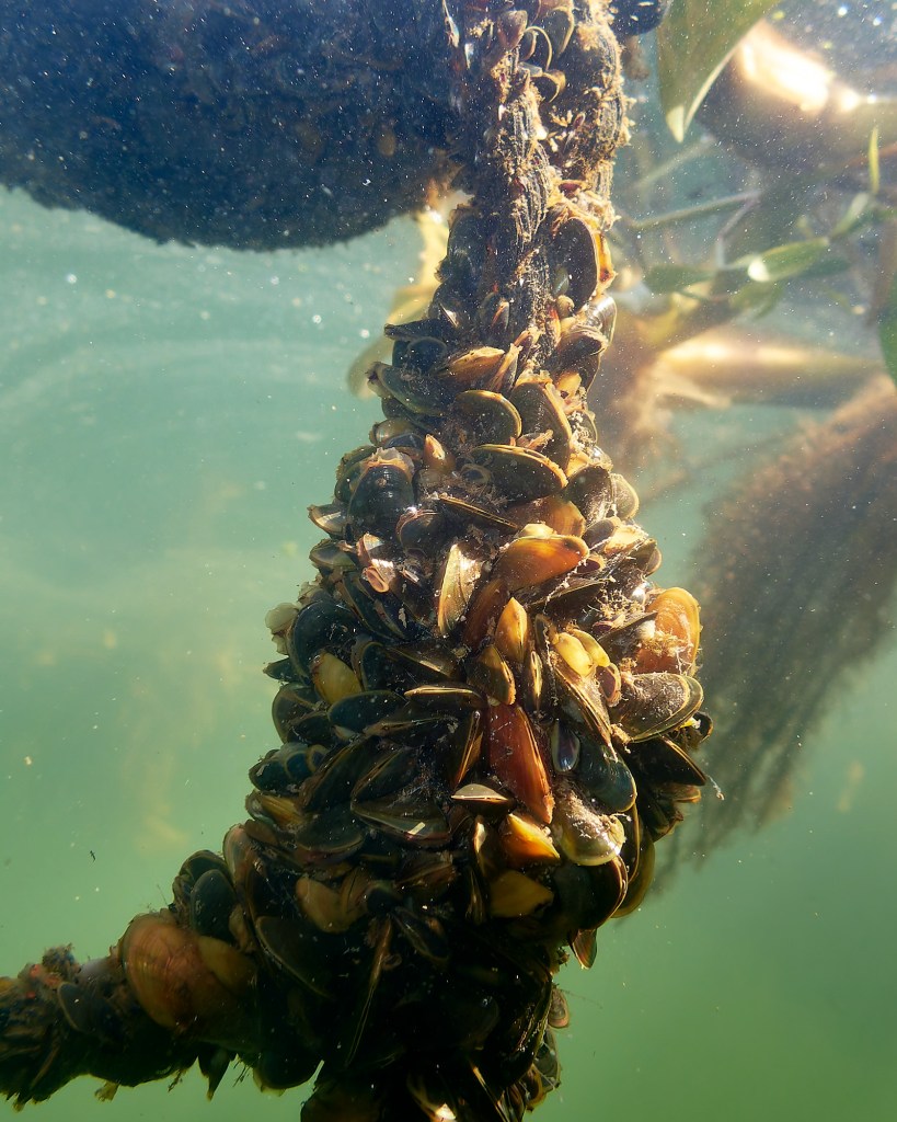 An underwater view of golden mussels attached to a rope.