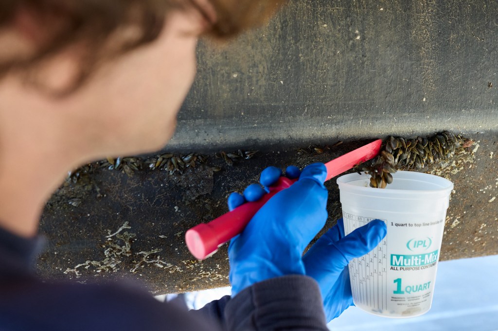 A view from behind of a worker using a red scraper to remove golden mussels attached to the bottom of a pontoon boat.