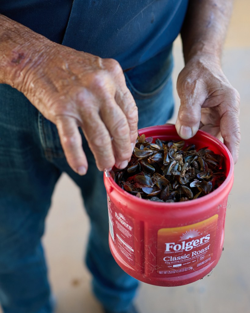 A close-up of a person’s hands holding a red plastic coffee cam filled with golden mussels.