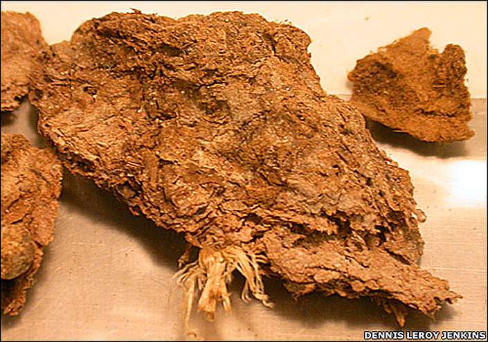 Image result for Paisley Cave coprolites