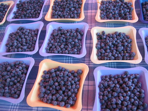 "the bluest blueberries"