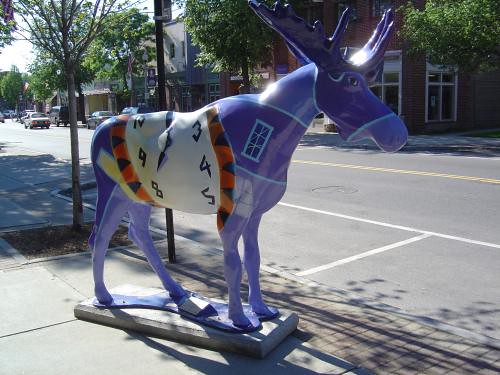 Timely moose