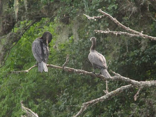 cormorant