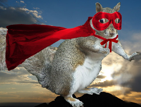 Super Squirrel Queen