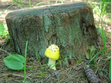 New mushroom