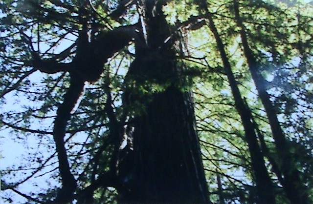 mtree07