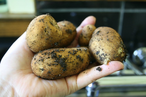 baby potatoes from the garden!