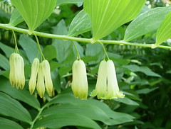 Solomon's seal