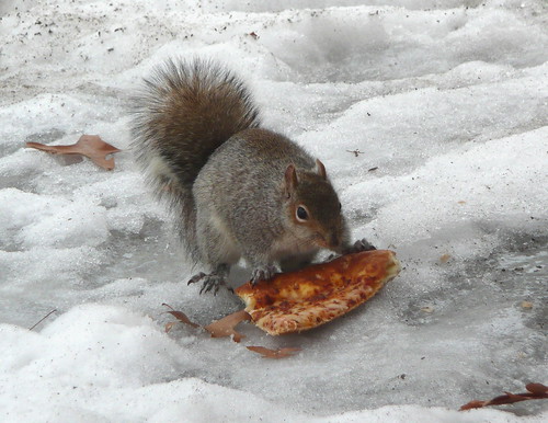 Squirrels love pizza