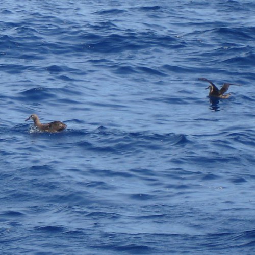 Albatrosses on the water Yum!