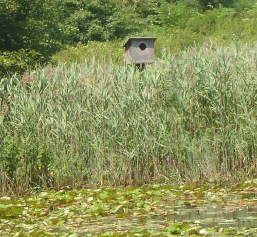 Owl box minus owls.