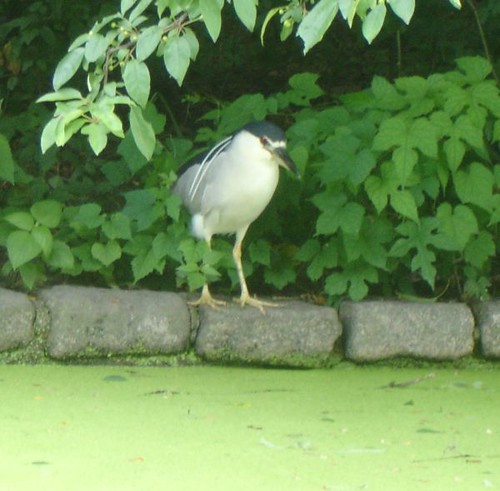 Black-crowned Night Heron, Prospect Lake The Lurking Heron would make a good story title...