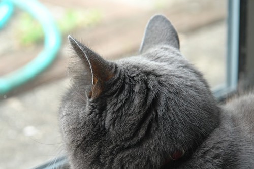 Murphys head and ears Murphys head and ears
