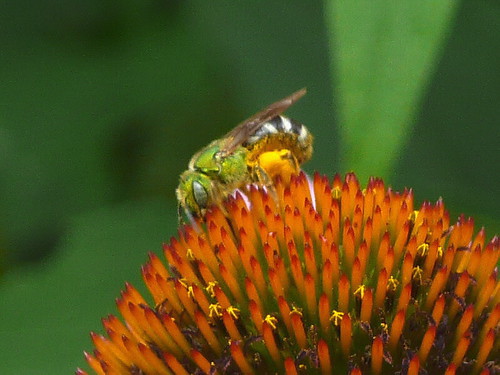 Green bee on purple coneflower