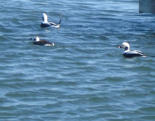 Long-tailed Ducks at Greenport Marina Long-tailed Duck Demonstrates the Validity of its Name