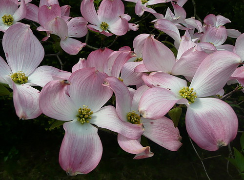 Dogwood