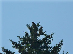 Two redtails