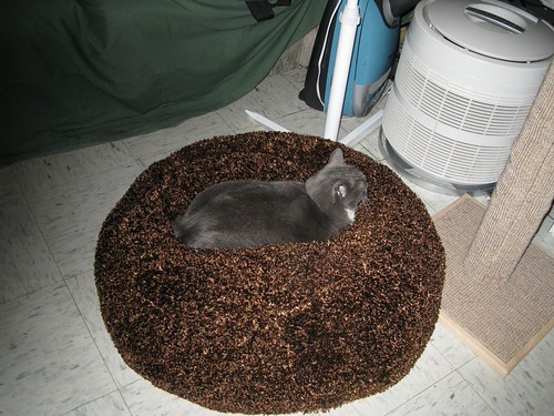 A shot of Fey in her bed that's far enough away that you can see the entire bed, which is a big brown fuzzy circle, with a cat lying down in the middle of it, causing a dent in the brown fuzzy stuff where the cat is.