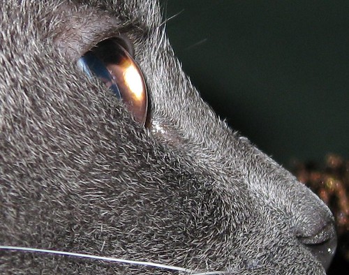 A closeup to the last image of Fey's face, showing lots of detail in her fur, and showing her eyelashes.