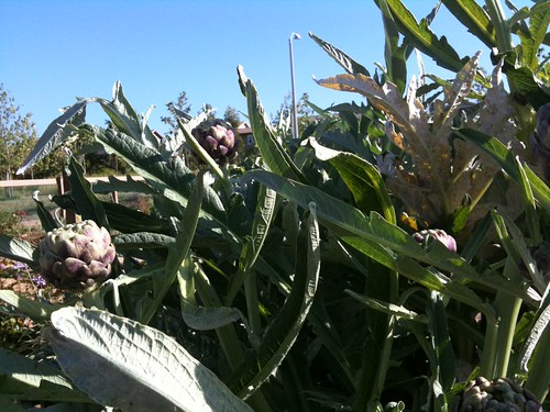 Artichokes galore