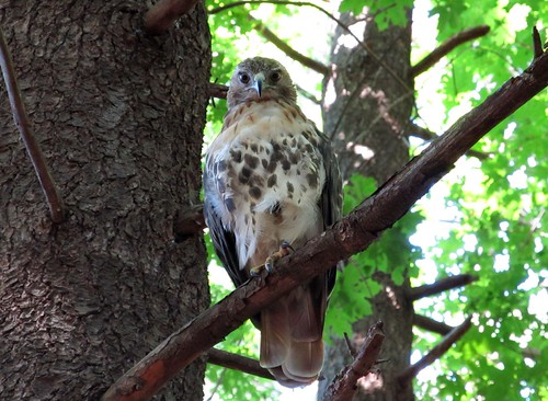 Red-tailed hawk