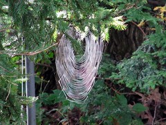 Spider web in sunlight