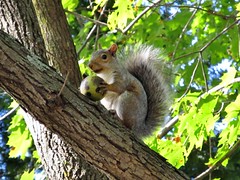 Gray squirrel with walnut