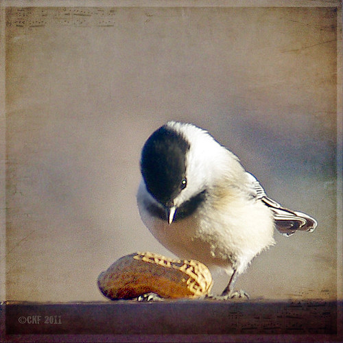 Chickadee