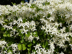 Flowering fence