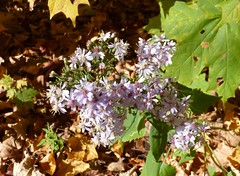 Fall asters