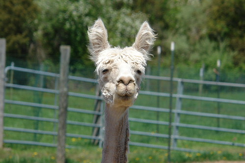 Alpaca Shearing