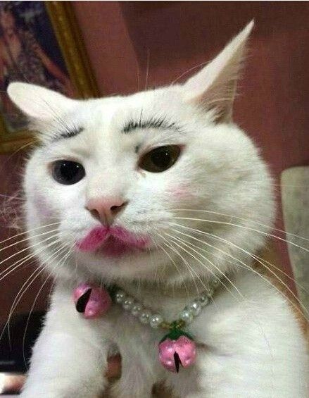 Cat With Makeup : aww