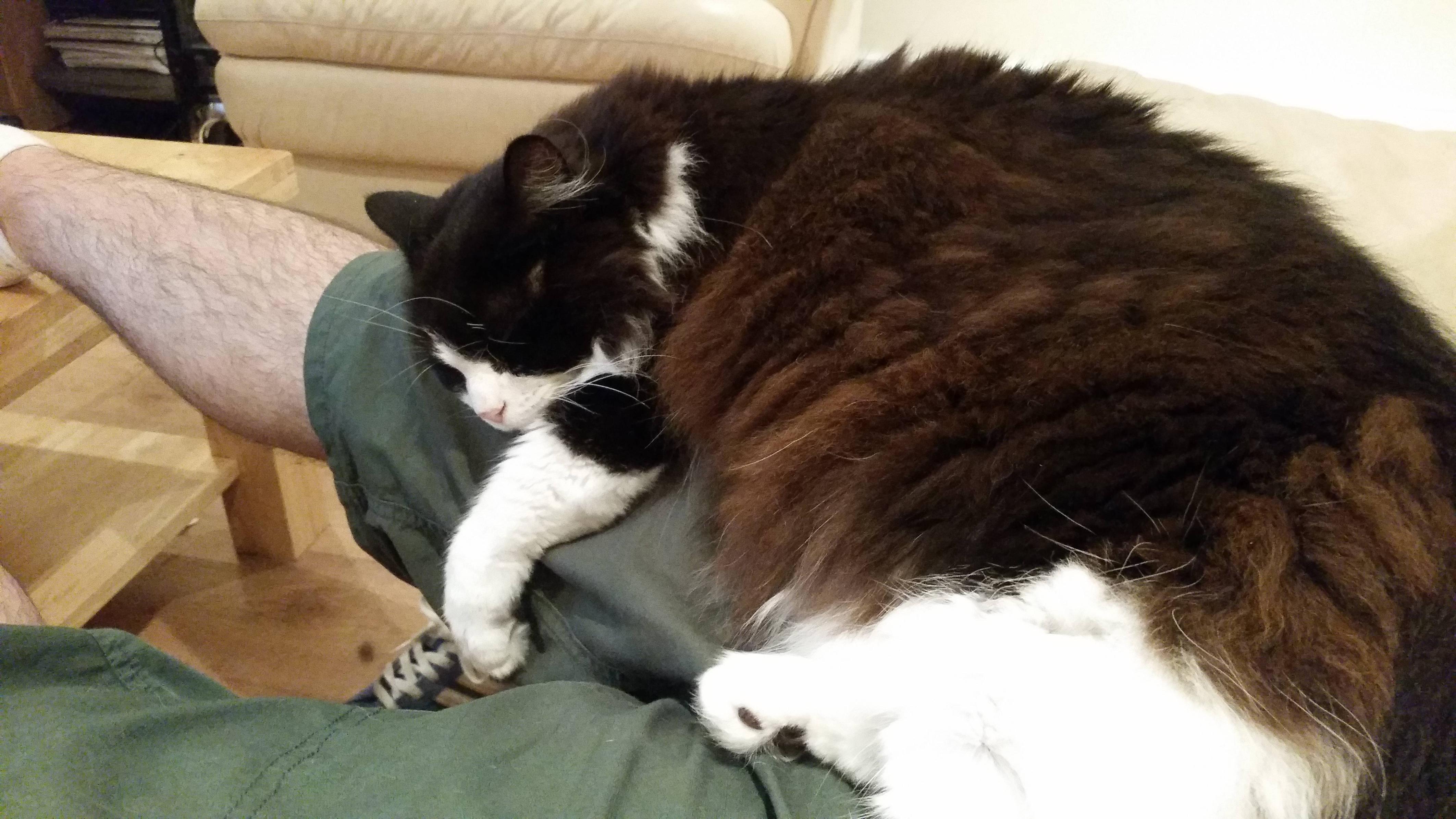 Image result for cat on lap