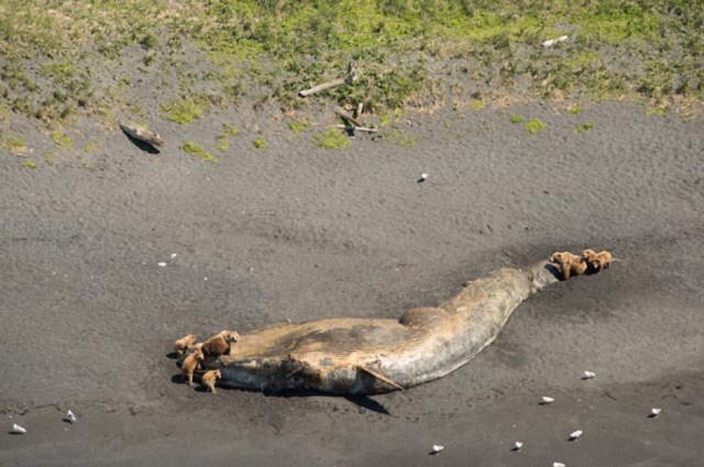 Image result for grizzlies feeding on dead whale