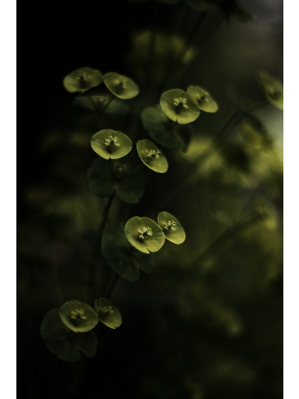 Quiet and unassuming by © Rebecca Tun Quiet and unassuming by © Rebecca Tun