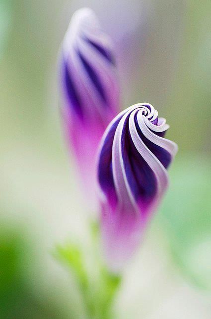 Purple Morning Glory | Flowers | Pinterest