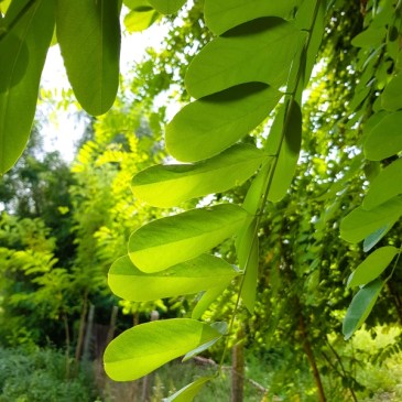 Verde splendoare…/ Green gorgeousness